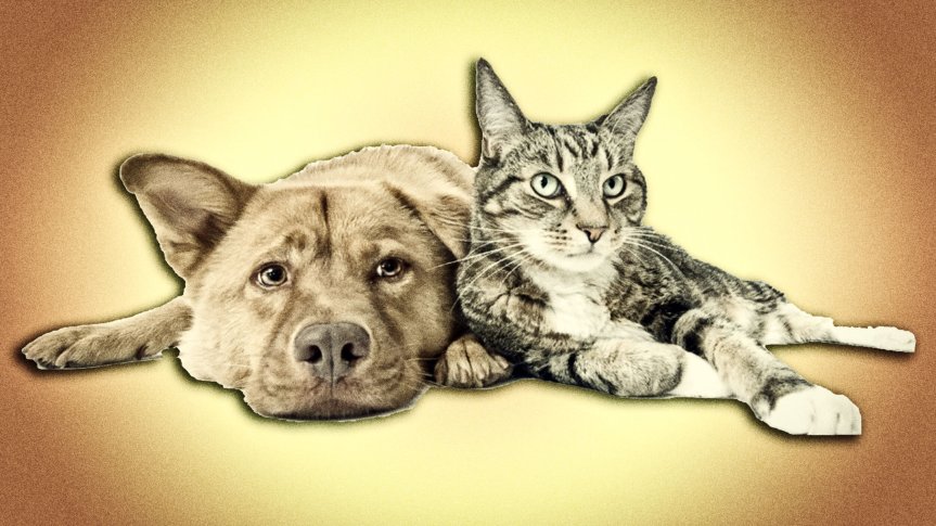 Câinele și pisica